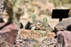 Ammospermophilus harrisii