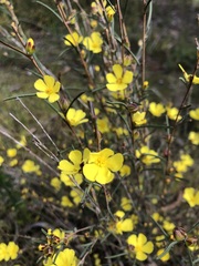 Hibbertia virgata