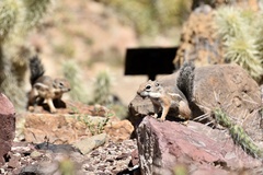 Ammospermophilus harrisii