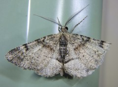 Syneora adelphodes