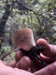 Lycoperdon echinatum