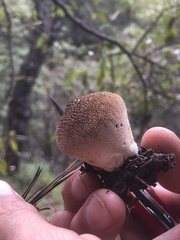 Lycoperdon echinatum