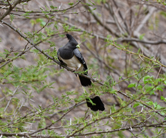 Corythaixoides leucogaster