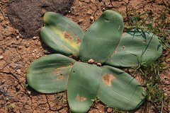 Brunsvigia bosmaniae