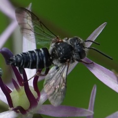 Boreocoelioxys