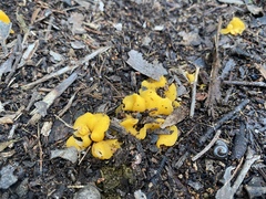 Phaeohelotium baileyanum