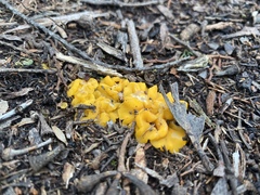 Phaeohelotium baileyanum