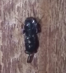 Insecta