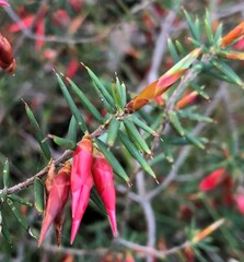 Stenanthera conostephioides