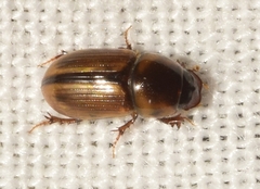 Labarrus lividus