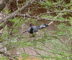 Corythaixoides leucogaster