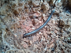 Ommatoiulus sabulosus