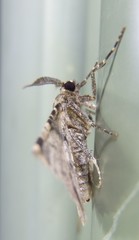 Syneora adelphodes