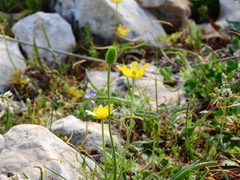Ranunculus millefoliatus