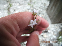 Stenaria nigricans