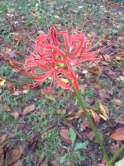 Lycoris radiata