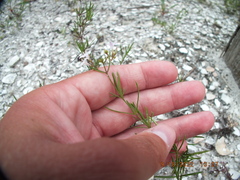 Stenaria nigricans