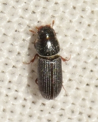 Pleurophorus caesus