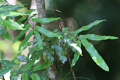 Lygodium reticulatum