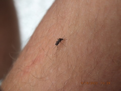 Aedes taeniorhynchus