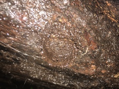 Quindina albomarginis