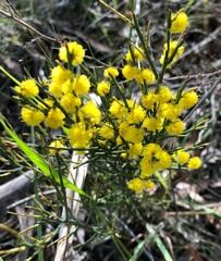 Acacia spinescens