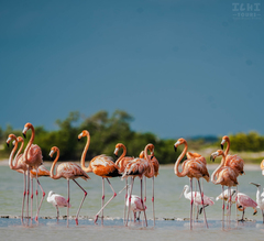 Phoenicopterus ruber