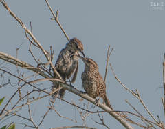 Campylorhynchus yucatanicus