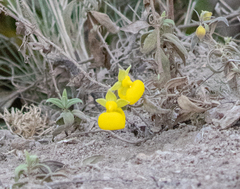 Calceolaria