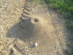 Pogonomyrmex barbatus