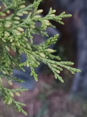 Platycladus orientalis