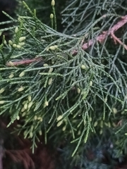 Platycladus orientalis