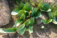 Haemanthus coccineus