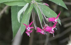 Campanulaceae