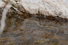 Thamnophis cyrtopsis