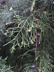 Platycladus orientalis