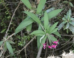 Campanulaceae