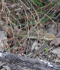 Pogona barbata