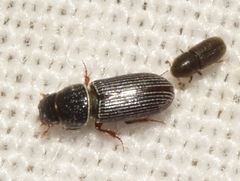 Pleurophorus caesus