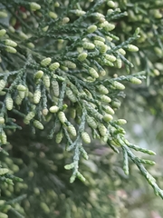 Platycladus orientalis