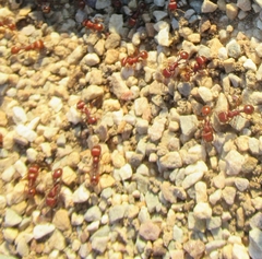 Pogonomyrmex barbatus