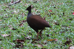 Megapodius reinwardt