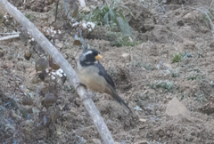 Saltator aurantiirostris