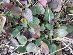 Dracocephalum nutans