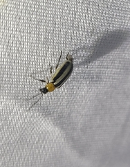 Acalymma trivittatum