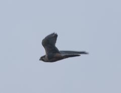 Falco femoralis