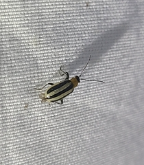 Acalymma trivittatum