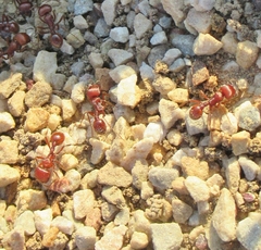 Pogonomyrmex barbatus