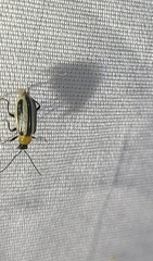 Acalymma trivittatum