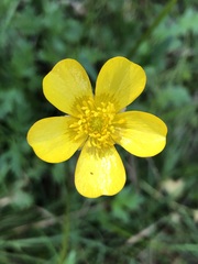 Ranunculus lappaceus